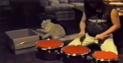 catdrums