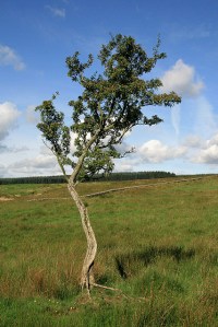 A_lone_tree_at_Caulside_-_geograph.org.uk_-_947847